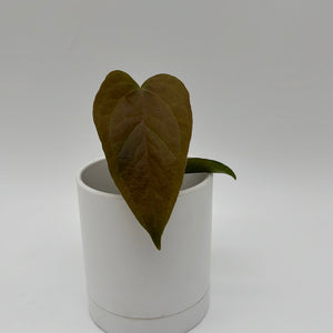 Anthurium Queen of Hearts