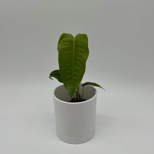 Anthurium Veitchii King