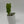 Anthurium Veitchii King