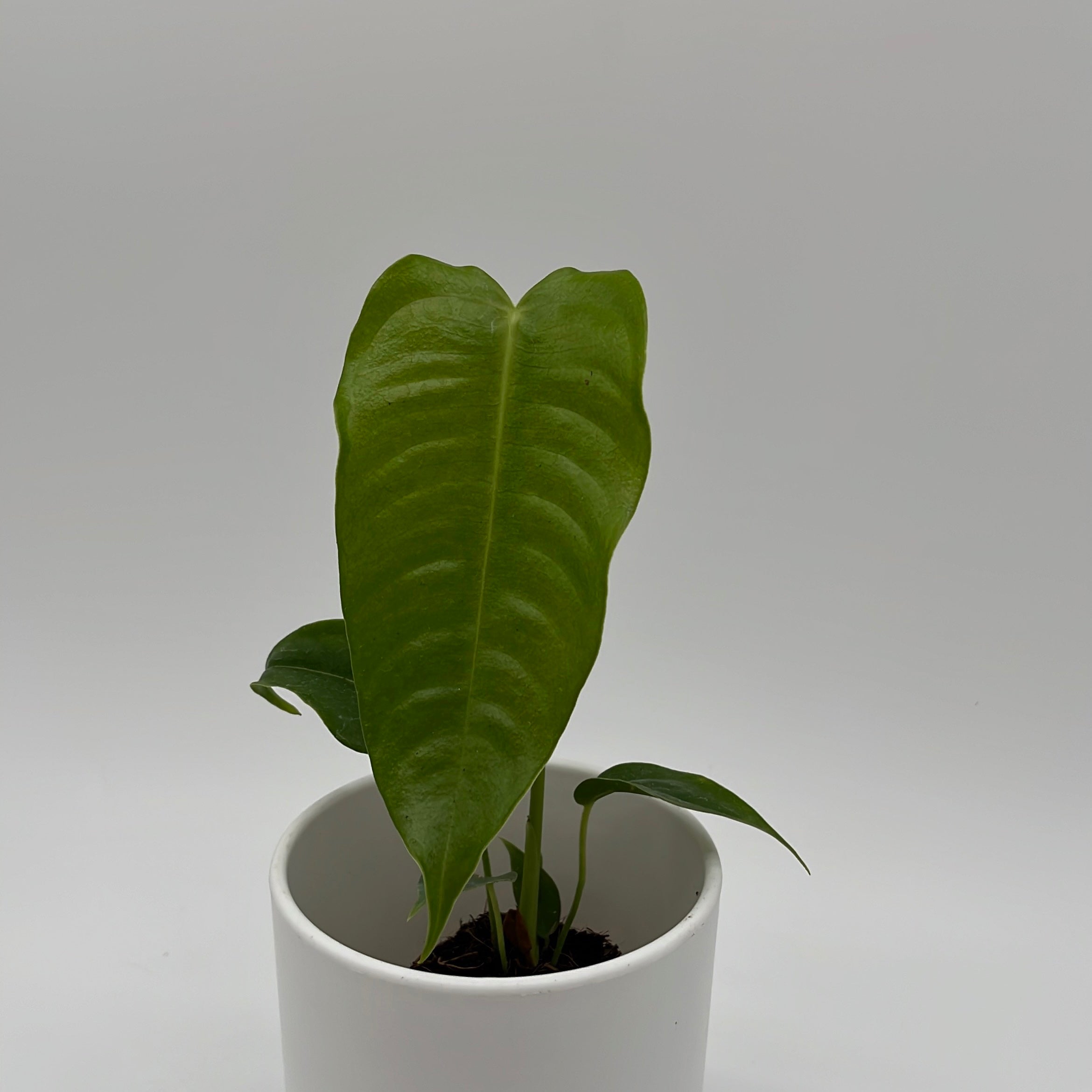 Runo Plants | Rare & Collectors' Plants | Anthurium Veitchii