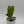 Anthurium Veitchii King
