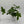 Philodendron 'Florida Green'