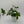Philodendron 'Florida Green'