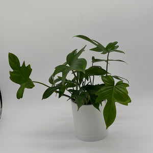 Philodendron 'Florida Green'