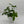 Philodendron 'Florida Green'