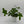 Philodendron 'Florida Green'