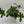 Philodendron 'Florida Green'