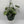 Pothos Silver 'Scindapsus Pictus'