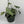 Pothos Silver 'Scindapsus Pictus'