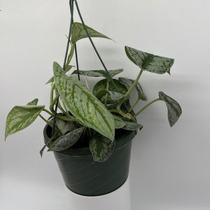Pothos Silver 'Scindapsus Pictus'