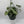 Pothos Silver 'Scindapsus Pictus'