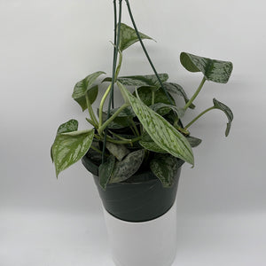 Pothos Silver 'Scindapsus Pictus'