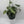 Pothos Silver 'Scindapsus Pictus'