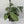 Pothos Silver 'Scindapsus Pictus'
