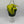 Philodendron Lemon Lime