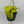Philodendron Lemon Lime
