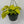 Philodendron Lemon Lime