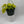 Philodendron Lemon Lime