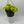 Philodendron Lemon Lime