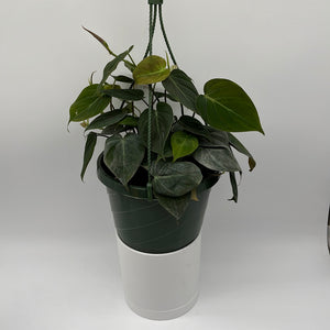 Philodendron Micans