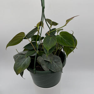 Philodendron Micans