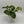 Pothos Guacamole