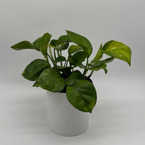 Pothos Guacamole