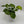 Pothos Guacamole