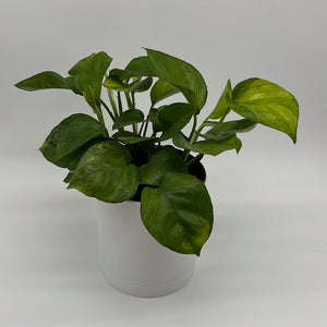 Pothos Guacamole