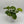 Pothos Guacamole