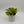 Pothos N'Joy Neon