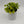 Pothos N'Joy Neon