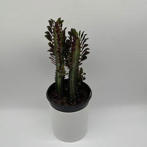 Euphorbia Trigona (Red)