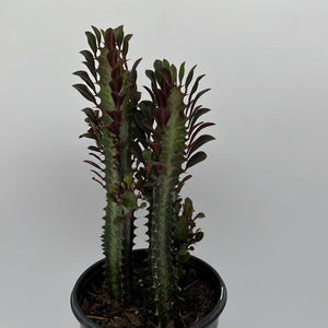 Euphorbia Trigona (Red)