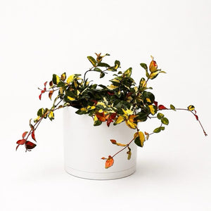 Golden Sunset Variegated Jasmine