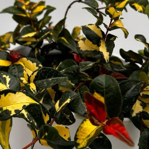 Golden Sunset Variegated Jasmine