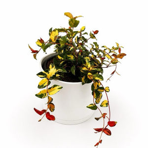 Golden Sunset Variegated Jasmine