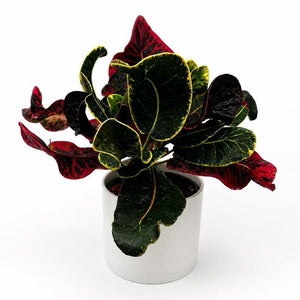 Croton ‘Thai Rose’