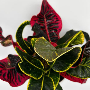 Croton ‘Thai Rose’
