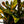 Croton ‘Midnight Gold’
