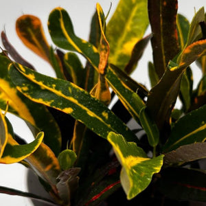 Croton ‘Midnight Gold’