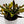 Croton ‘Midnight Gold’