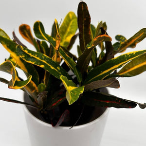 Croton ‘Midnight Gold’