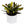Croton ‘Midnight Gold’