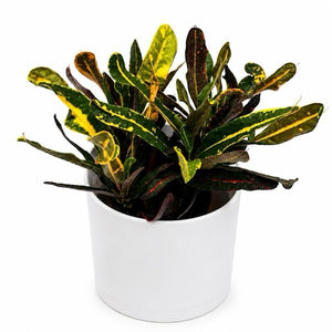 Croton ‘Midnight Gold’