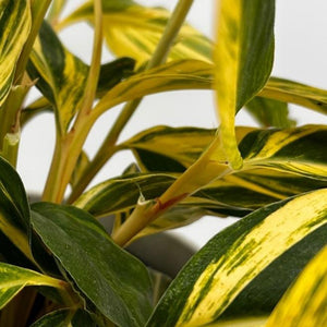 Variegated Shell Ginger