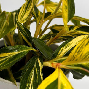 Variegated Shell Ginger