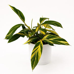 Variegated Shell Ginger