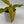 Philodendron ‘Tangerine’