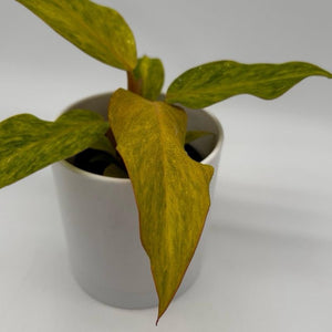 Philodendron ‘Tangerine’